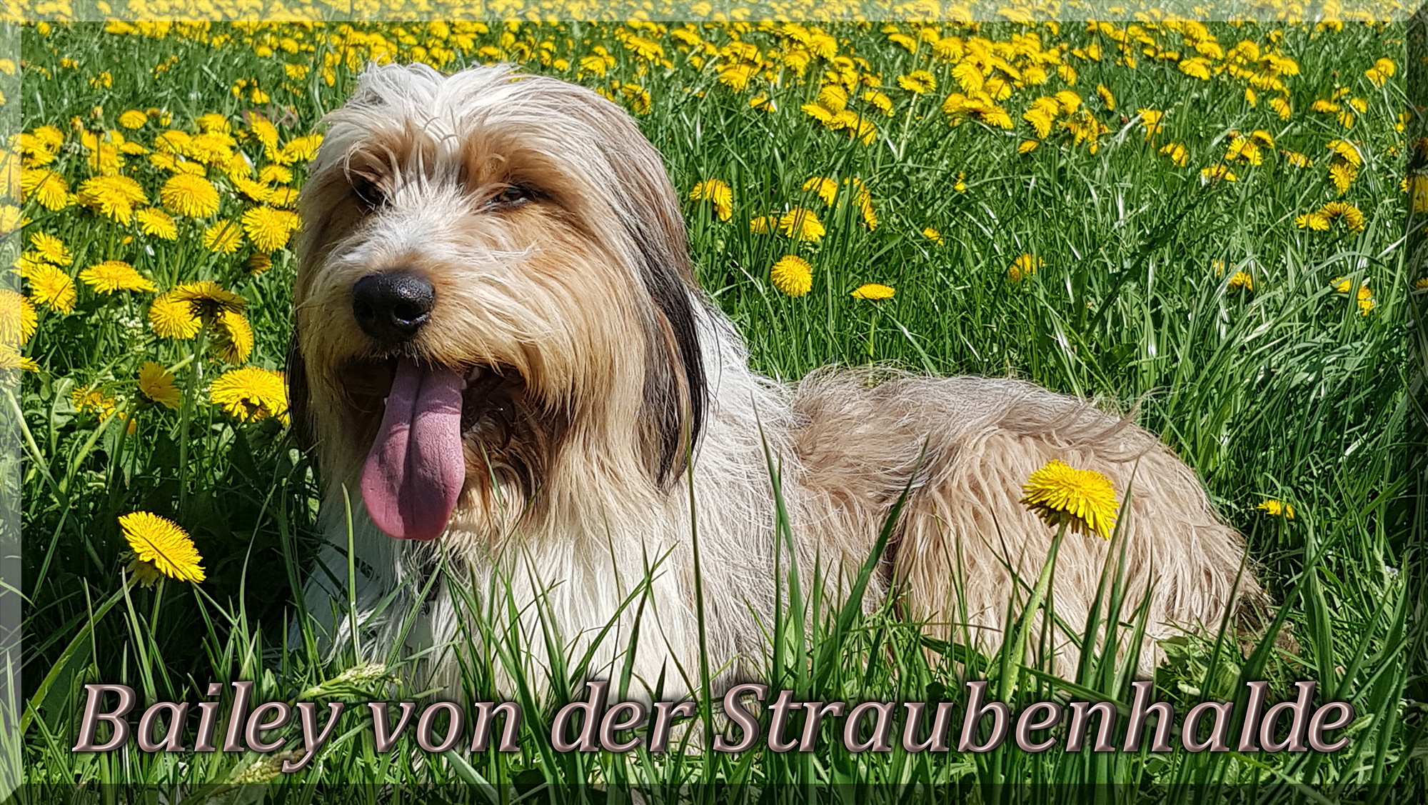 Bailey von der Straubenhalde